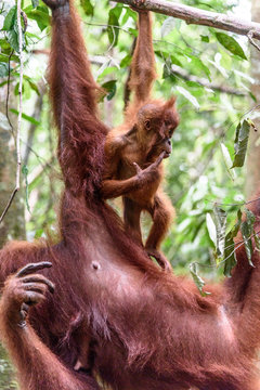 Indonesien, Aceh, Gayo Lues Regency, Gunung-Leuser-Nationalpark, Sumatra, Orang-Utan Familie in freier Wildbahn