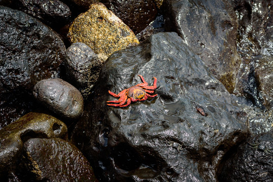 Ecuador, Provinz Gal&aacute;pagos, Isla San Cristobal, K&uuml;stenwanderung auf San Cristobal (Galapagos). Die roten Klippenkrabben trotzen der starken Brandung