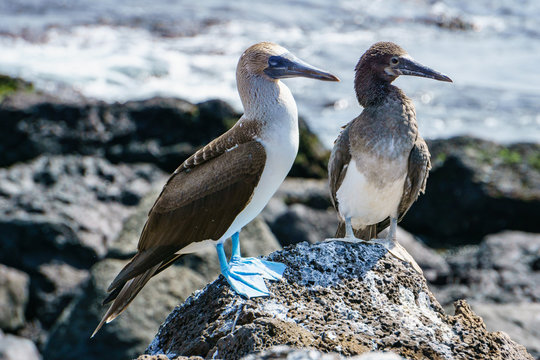 Wanderung auf der Isla Lobos. Die Insel darf nur in Begleitung eines Nationalpark-Rangers betreten werden. Alle Tiere haben keinerlei Scheu vor den Besuchern, Isla Lobos, Provinz Gal&aacute;pagos, Ecuador
