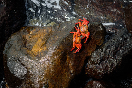 Ecuador, Provinz Gal&aacute;pagos, Isla San Cristobal, K&uuml;stenwanderung auf San Cristobal (Galapagos). Die roten Klippenkrabben trotzen der starken Brandung