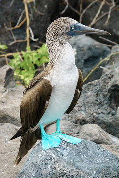 Ecuador, Provinz Gal&aacute;pagos, Isla Lobos, Wanderung auf der Isla Lobos. Die Insel darf nur in Begleitung eines Nationalpark-Rangers betreten werden. Alle Tiere haben keinerlei Scheu vor den Besuchern