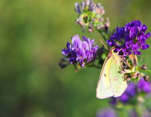 Butterfly hangs onto wild flower in an Alberta field