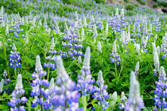 Island, H&ouml;fu&eth;borgarsv&aelig;&eth;i&eth;, Reykjavik, Die Lupinen in Island sind ein sch&ouml;ner Anblick, doch Umweltsch&uuml;tzern sind sie ein Dorn im Auge. Um die Bodenerosion zu stoppen, wurden sie im 20. Jahrhundert eingef&uuml;hrt. Heute verbreiten sie sich selbstst&auml;ndig.