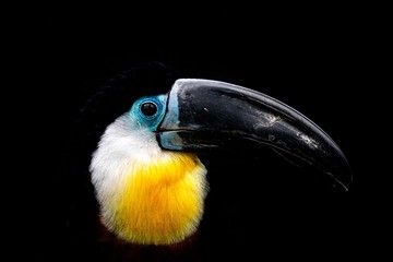 Channel-billed toucan on a black background - obrazy, fototapety, plakaty