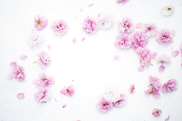Beautiful sakura petals cherry blossom on the white background outer space for test place