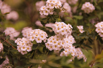 pink and white flowers