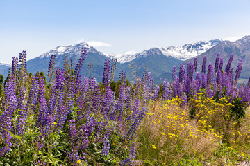 Lupinus, lupin, lupine field with pink purple and blue flowers. Bunch of lupines summer flower...