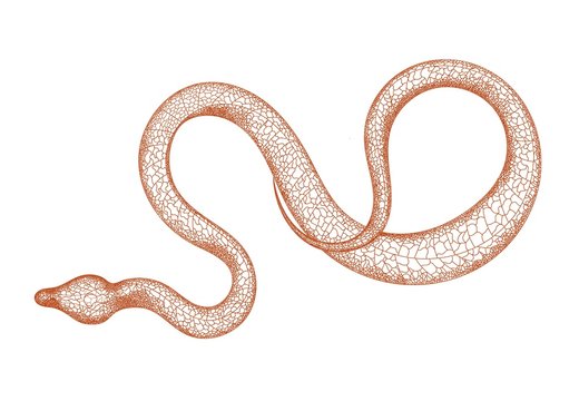 Hand drawn vintage snake illustration. Graphic sketch for posters, tattoos, clothes, design t-shirts, pins, stripes, badges, stickers. Poisonous snakes. Isolated on a white background