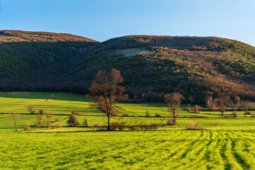 Beautiful green grass field at sunset of springtime day