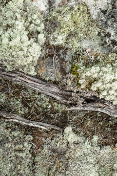 Finnland, Linnansaari Nationalpark, Wanderung im Linnansaari Nationalpark. Erreichbar mit dem Boot von Oravi aus., Aufnahme des Waldbodens