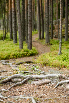 Finnland, Linnansaari Nationalpark, Wanderung im Linnansaari Nationalpark. Erreichbar mit dem Boot von Oravi aus., Linnansaari Nationalpark