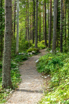 Finnland, Linnansaari Nationalpark, Wanderung im Linnansaari Nationalpark. Erreichbar mit dem Boot von Oravi aus., Weg durch den Wald
