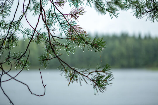 Finnland, 10 Tage leben im M&ouml;kki, auf einer Insel die nur mit dem Ruderboot zu erreichen ist. Der n&auml;chste Ort Juvola ist 1 km entfernt. Region Linnansaari Nationalpark, Wassertropfen an den Nadeln