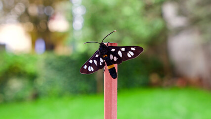 Yellow-ringed, spotted, black butterfly (Amata nigricornis)