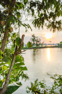 Vietnam, Cần Thơ, B&igrave;nh Thủy, Zu Besuch auf der Insel Con Son (Cồn Sơn, B&ugrave;i Hữu Nghĩa,) in der N&auml;he von Cần Thơ der gr&ouml;&szlig;te Stadt im Mekong-Delta und gleichzeitig die Hauptstadt des Mekong Delta. Wanderung zum Aussichtspunkt der Insel bei Sonnenuntergang., Blick auf den Sonnenuntergang &uuml;ber dem Fluss zwischen Bl&auml;ttern hindurch