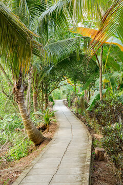 Vietnam, Cần Thơ, B&igrave;nh Thủy, Zu Besuch auf der Insel Con Son (Cồn Sơn, B&ugrave;i Hữu Nghĩa,) in der N&auml;he von Cần Thơ der gr&ouml;&szlig;te Stadt im Mekong-Delta und gleichzeitig die Hauptstadt des Mekong Delta. Wanderung zum Aussichtspunkt der Insel bei Sonnenuntergang. Ein Weg f&uuml;hrt durch einen Palmenhain., Gepflasteter Weg im Palmenwald