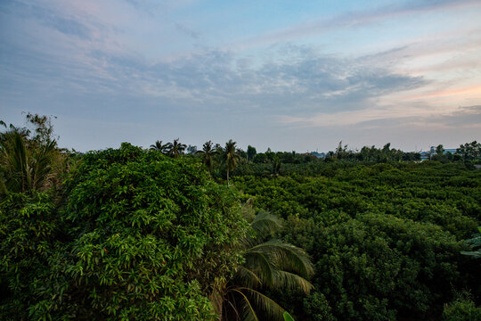 Vietnam, Cần Thơ, B&igrave;nh Thủy, Zu Besuch auf der Insel Con Son (Cồn Sơn, B&ugrave;i Hữu Nghĩa,) in der N&auml;he von Cần Thơ der gr&ouml;&szlig;te Stadt im Mekong-Delta und gleichzeitig die Hauptstadt des Mekong Delta. Wanderung zum Aussichtspunkt der Insel bei Sonnenuntergang. Blick &uuml;ber die Insel vom Aussichtspunkt., Bewaldete Insel von oben