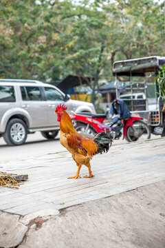 Vietnam, H&agrave; Nội, Hanoi, Stadtteil Cong Vi Ba Dinh / Q. Ba D&iacute;nh, ein freilaufender Hahn auf dem B&uuml;rgersteig