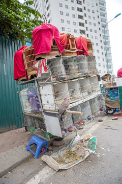 Vietnam, H&agrave; Nội, Ba Đ&igrave;nh, Stadtteil Cong Vi Ba Dinh / Q. Ba D&iacute;nh, V&ouml;gel im K&auml;fig bei einem Vogelverk&auml;ufer