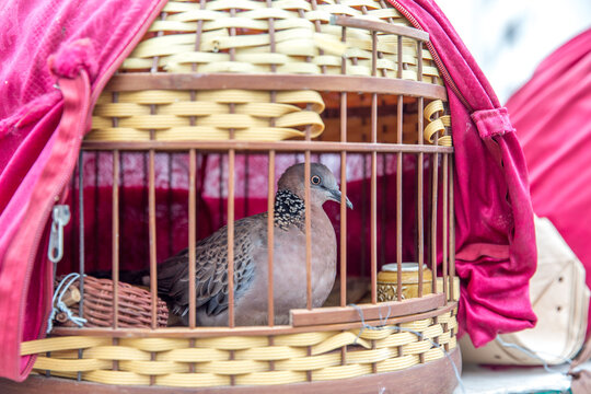 Vietnam, H&agrave; Nội, Ba Đ&igrave;nh, Stadtteil Cong Vi Ba Dinh / Q. Ba D&iacute;nh, V&ouml;gel im K&auml;fig bei einem Vogelverk&auml;ufer