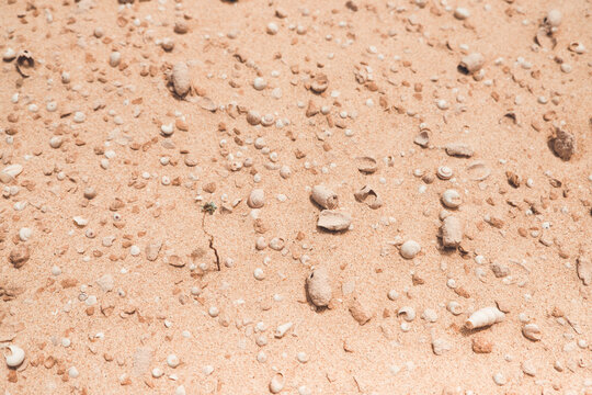 Spanien, Kanaren, La Oliva, Auf der Insel Fuerteventura. S&uuml;dlich von Corralejo erstreckt sich das D&uuml;nengebiet des Nationalparks - Parque Natural de las Dunas de Corralejo auf ca. 11 km L&auml;nge
