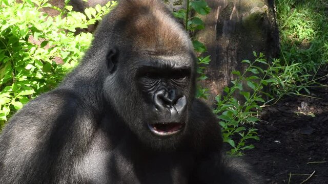 Big gorilla eating in a natural park - Western lowland gorilla