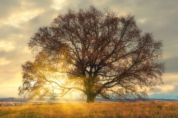 Großer Baum im Sonnenuntergang