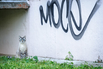 Beautiful cat with blue eyes sits on a background of a wall with graffiti
