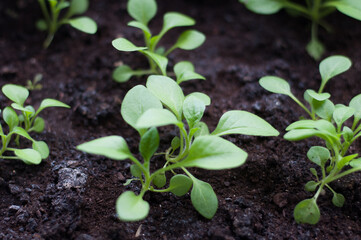 petunia seedling in open soil close up