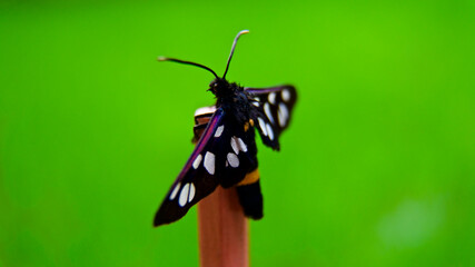 Yellow-ringed, spotted, black butterfly (Amata nigricornis)
