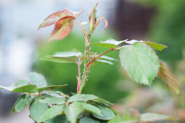 aphids on young sprouts of roses, aphids close up