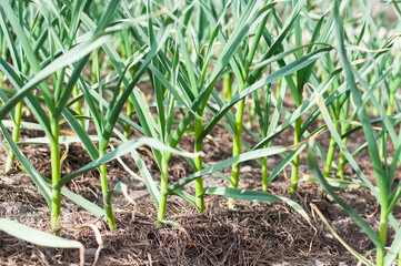 rows of organic garlic plants in sunny day