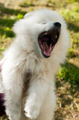 Young Pomski Dog Breed Groomed and Healthy Pomski, an exquisite puppy with a good temperament outdoors on a sunny day