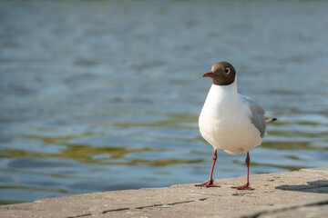 Obraz premium Black-headed gull on a landscaped Bank of the river looking straight at the camera close-up, copy space