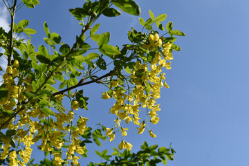 Gemeiner Goldregen, Laburnum anagyroides, Blüten vor blauem Himmel, wildwachsende Büsche für den Garten