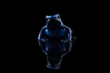 The blue poison dart frog isolated on black background