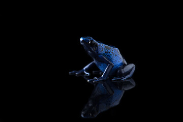 The blue poison dart frog isolated on black background