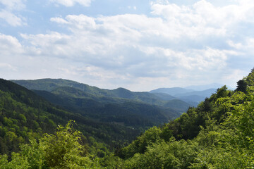 Fototapeta na wymiar Waldlandschaft mit Wolken, frisches Frühlingsgrün, Wald für Sauerstoff und als Kohlenstoffsenke