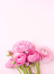 Obraz na płótnie Canvas Beautiful bouquet of ranunculus flowers of pink color on a pink background. Flowers and buds. Place for text. Flat lay