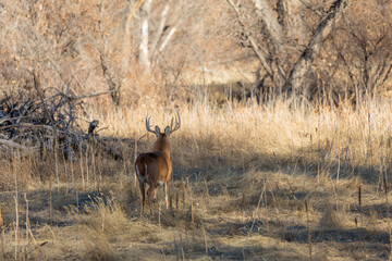 Naklejka na ściany i meble Whitetail Deer Buck in Colorado in the Rut in Autumn