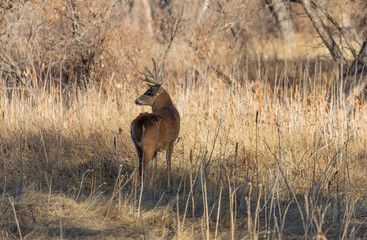 Whitetail Deer Buck in Colorado in the Rut in Autumn