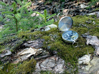 Compass on a broken spruce, against the background of small firs and moss. Photo taken in a spring...