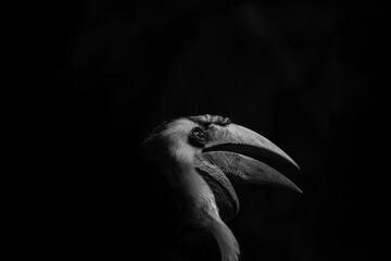 HORNBILL
long, down curved, the heavy bill which is frequently brightly colored. Powerful neck muscles as well as an ashy fused vertebrate. It was so bright and loud. 