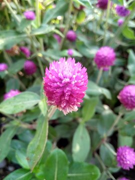 The purple navel flower in the morning. Bunga wiladatika