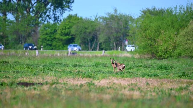 two deer stand on a green field and in the background is a country road that is used