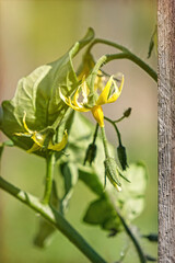 Yellow fresh flower of a blossoming seedling of vegetables in the greenhouse. Organic food cultivation and agricultural field