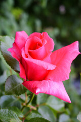 An elegant homemade rose with a beautiful bud of bright orange pink blossoming on the street in the garden of the house.