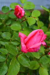 An elegant homemade rose with a beautiful bud of bright orange pink blossoming on the street in the garden of the house.