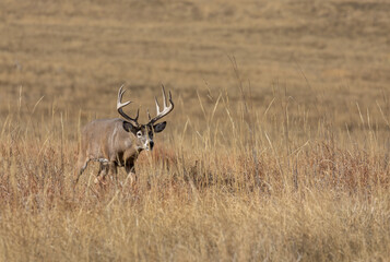 Whitetail Deer Buck in Colorado in the Rut in Autumn