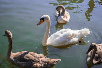 Schwan